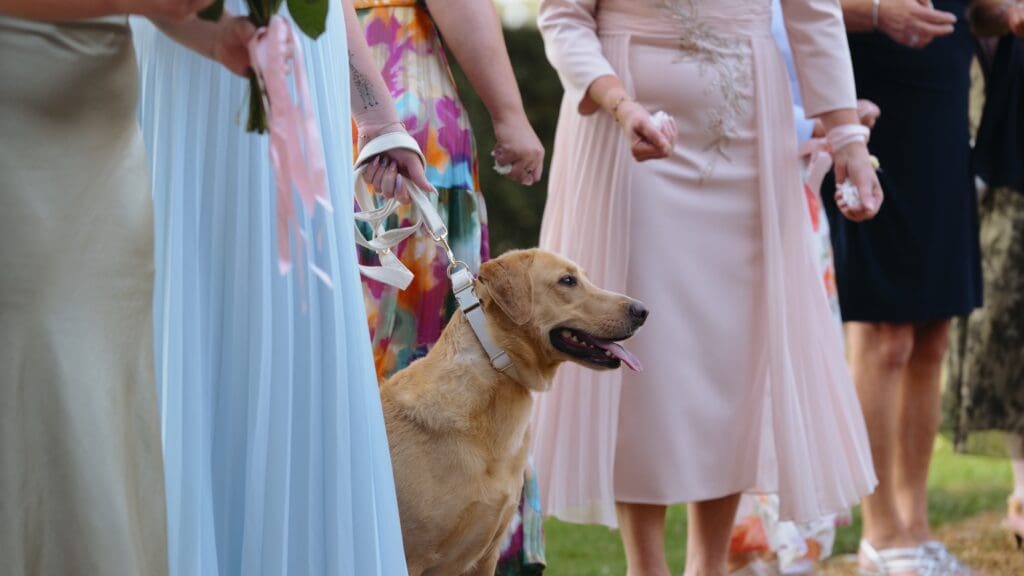bride and groom's dog in confetti line outside pentney abbey gates
